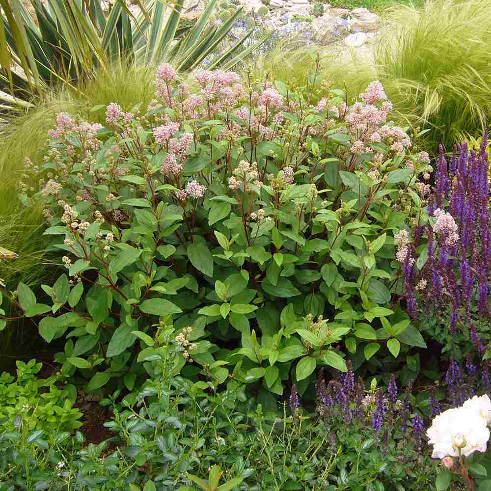 Liliac californian Marie Simon (Ceanothus), arbust decorativ vesnic verde cu flori roz parfumate, planta solitara sau gard viu