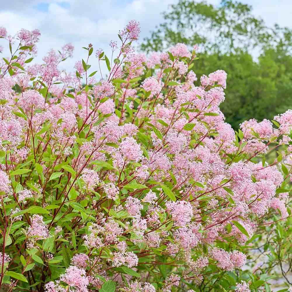 Liliac californian Marie Simon (Ceanothus), arbust decorativ vesnic verde cu flori roz parfumate, planta solitara sau gard viu