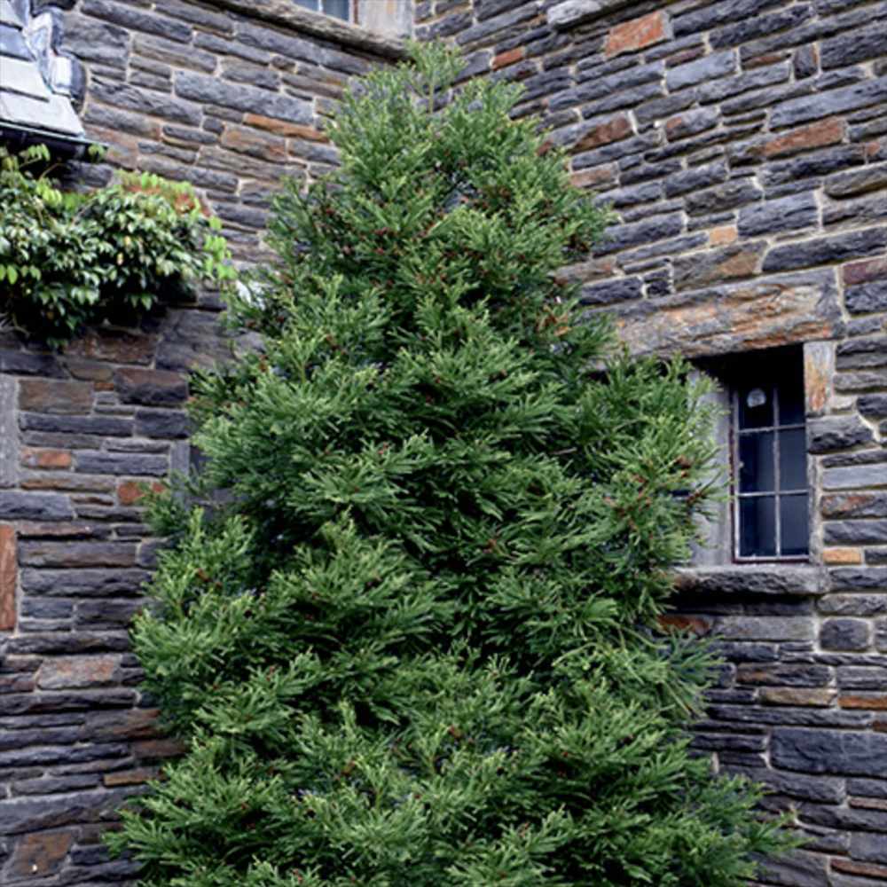 Cedru Japonez Kitayama (Cryptomeria), forma piramidala, vesnic verde, rezistenta la frig