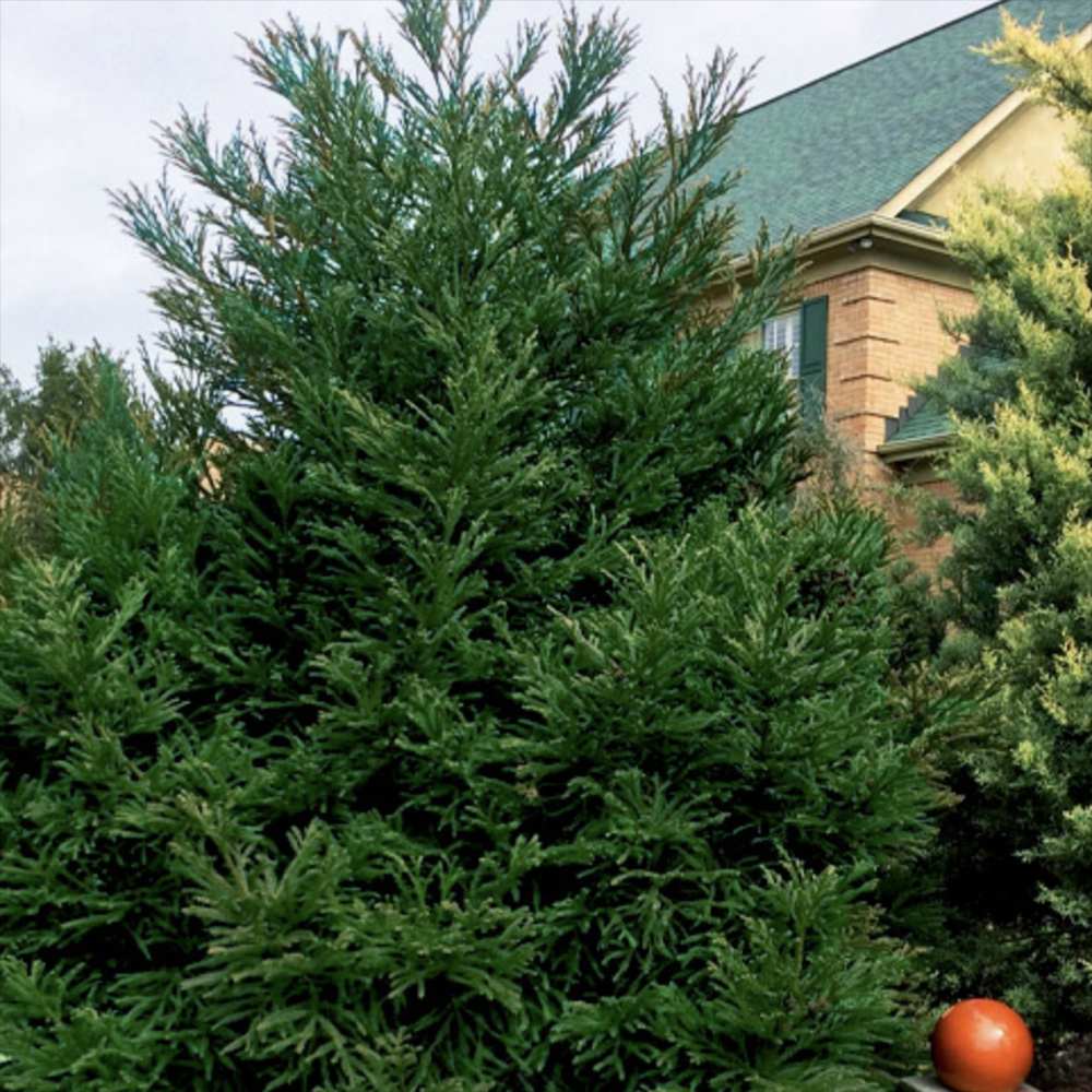 Cedru Japonez Kitayama (Cryptomeria), forma piramidala, vesnic verde, rezistenta la frig