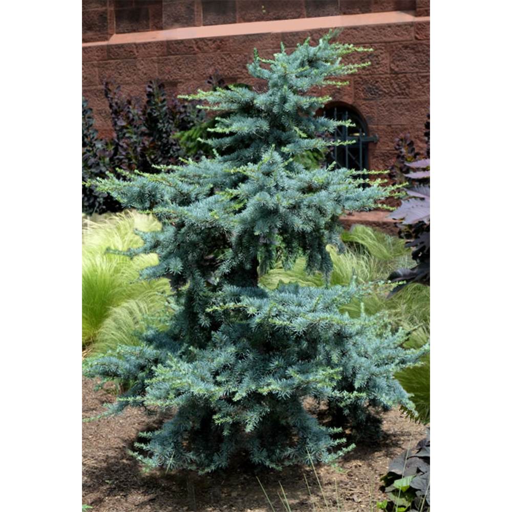 Cedru atlantic pitic Horstmann Silberspitz (Cedrus Atlantica), conifer pitic si compact, vesnic verde, ace argintii cu varfuri albe,de colectie, soi exclusiv