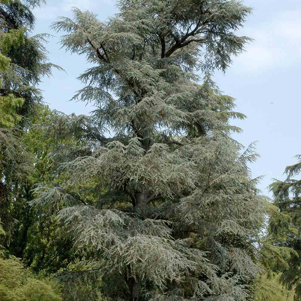 Cedru de Liban Albastru, conifer ornamental cu ace verzi-albastrui, vesnic verde, simbol de longevitate si forta