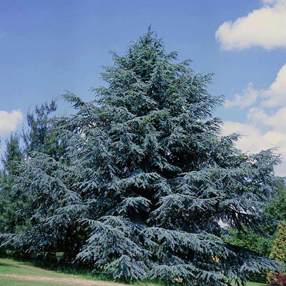 Cedru de Liban Albastru, conifer ornamental cu ace verzi-albastrui, vesnic verde, simbol de longevitate si forta
