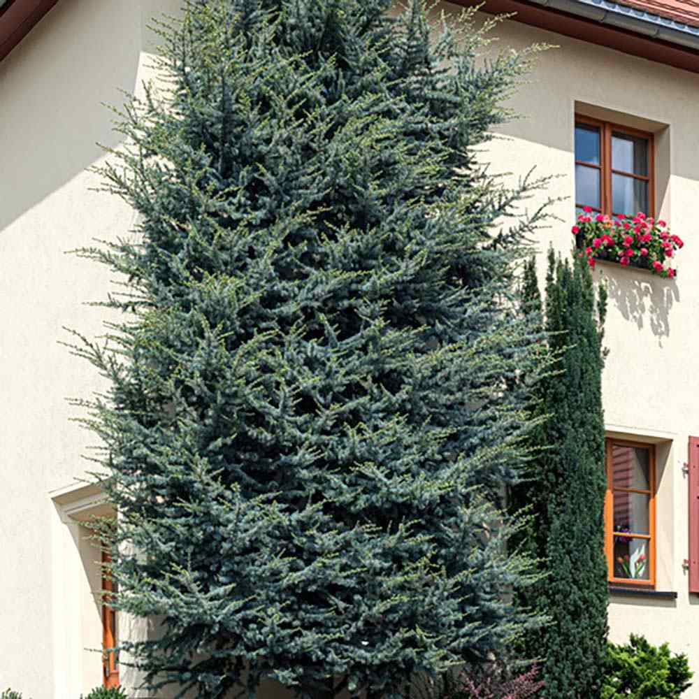 Cedru de Liban Albastru, conifer ornamental cu ace verzi-albastrui, vesnic verde, simbol de longevitate si forta