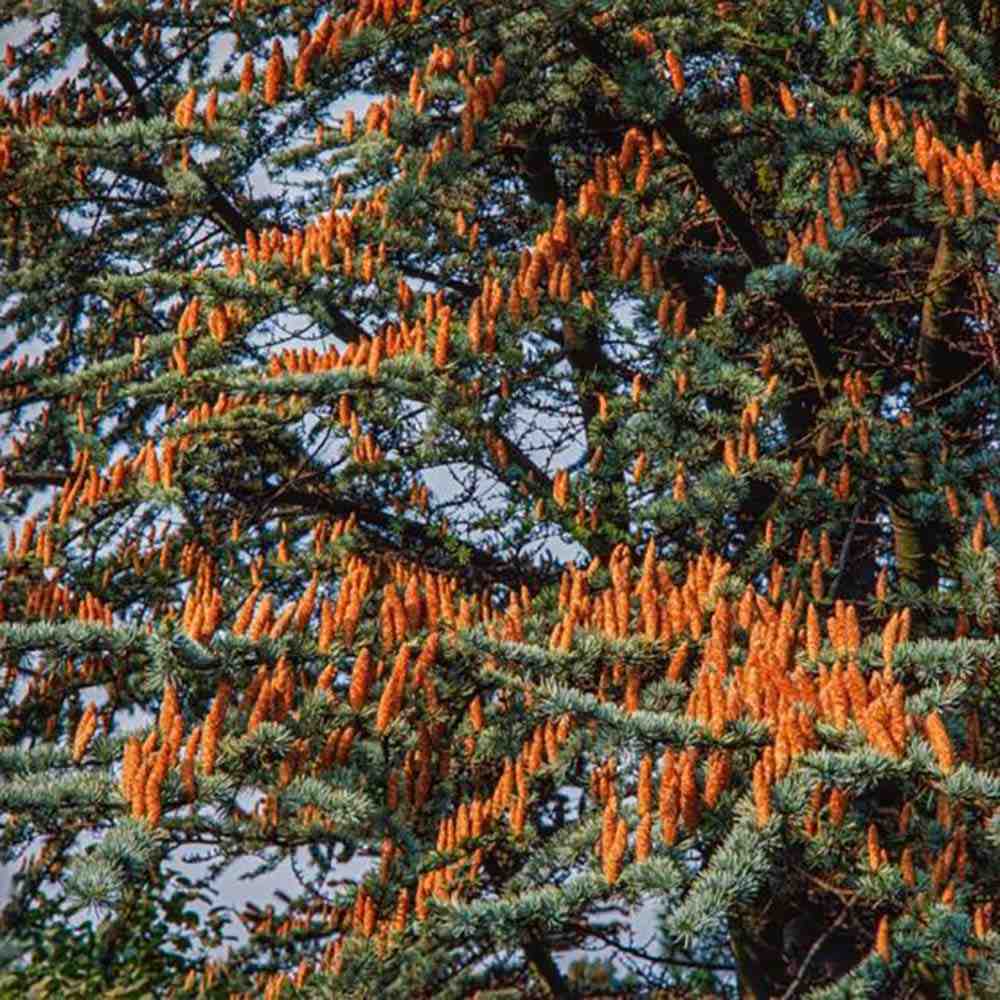 Cedru de Liban Albastru, conifer ornamental cu ace verzi-albastrui, vesnic verde, simbol de longevitate si forta