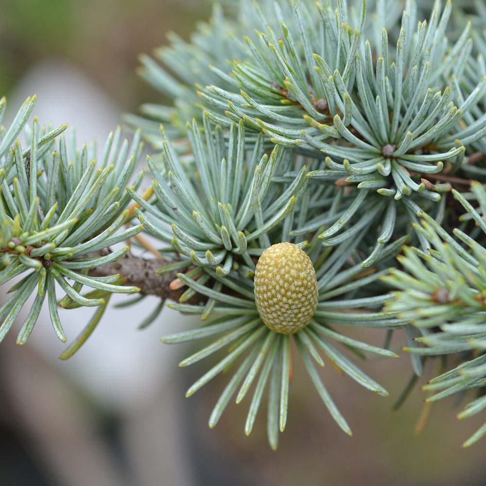 Cedru de Liban Albastru, conifer ornamental cu ace verzi-albastrui, vesnic verde, simbol de longevitate si forta