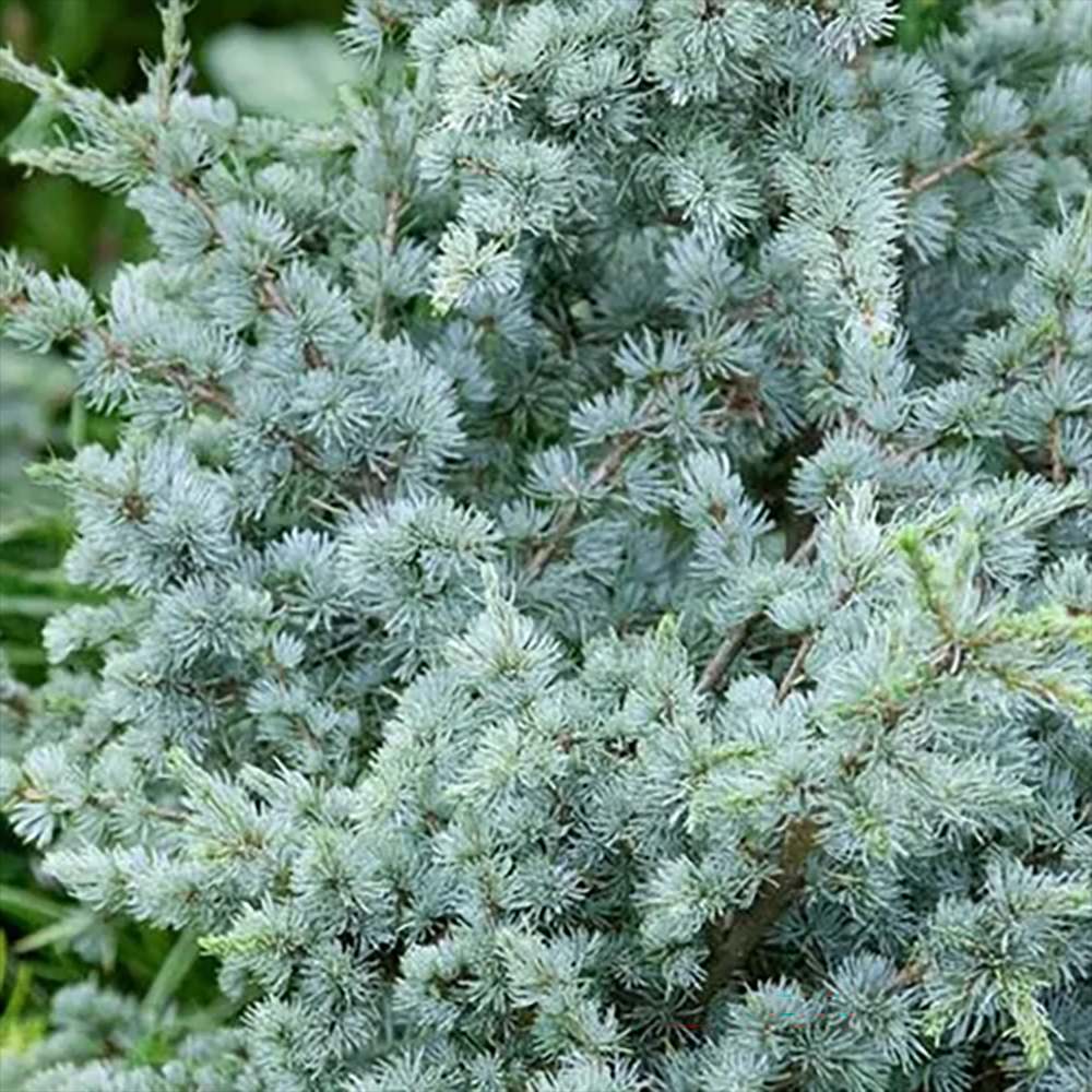 Cedru de Liban Albastru, conifer ornamental cu ace verzi-albastrui, vesnic verde, simbol de longevitate si forta