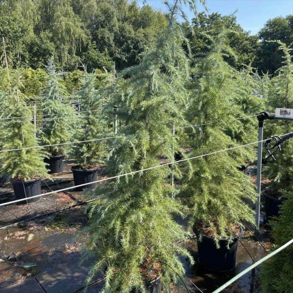 Cedru de Himalaya Albastru (Cedrus Deodara), conifer ornamental cu ace verde-albastrui moi si arcuite, vesnic verde, crestere rapida