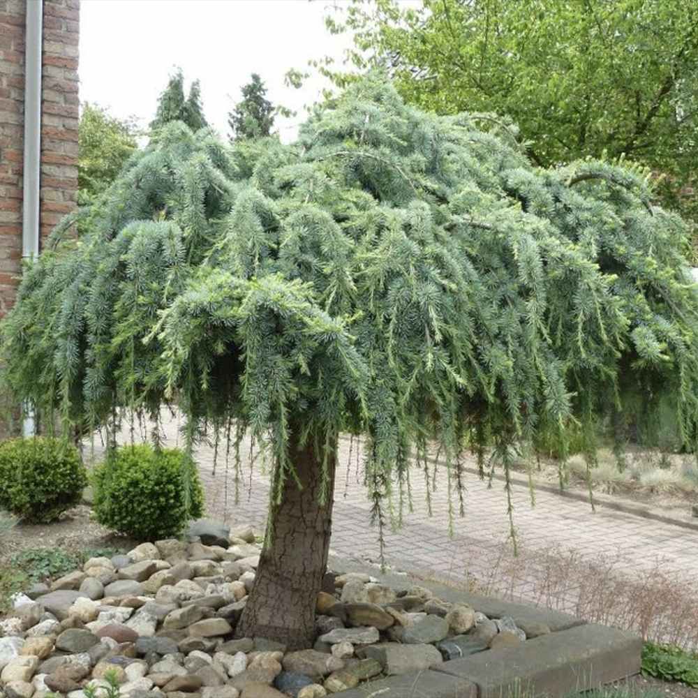 Cedru Pitic de Himalaya Feelin' Blue (Cedrus Deodara), conifer pitic cu ace albastre-verzui, vesnic verde, dens si elegant