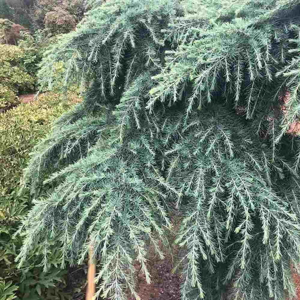 Cedru Pitic de Himalaya Feelin' Blue (Cedrus Deodara), conifer pitic cu ace albastre-verzui, vesnic verde, dens si elegant