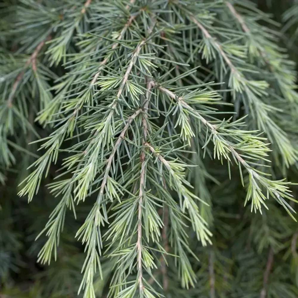 Cedru de Himalaya Albastru (Cedrus Deodara), conifer ornamental cu ace verde-albastrui moi si arcuite, vesnic verde, crestere rapida