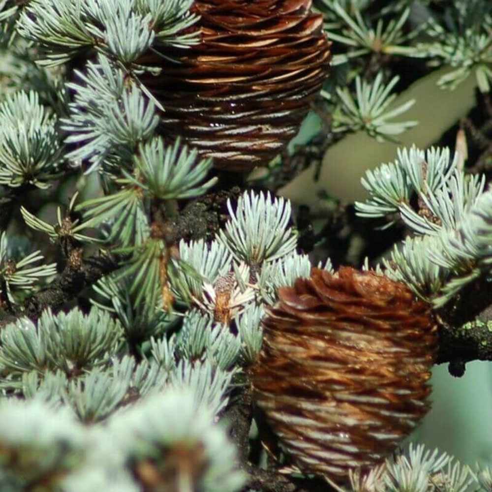 Cedru de Himalaya Albastru (Cedrus Deodara), conifer ornamental cu ace verde-albastrui moi si arcuite, vesnic verde, crestere rapida