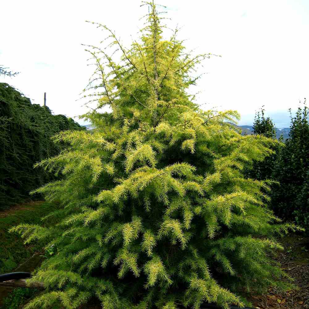 Cedru de Himalaya Auriu (Cedrus Deodara Aurea), conifer ornamental cu ace moi arcuite aurii, vesnic verde, crestere rapida