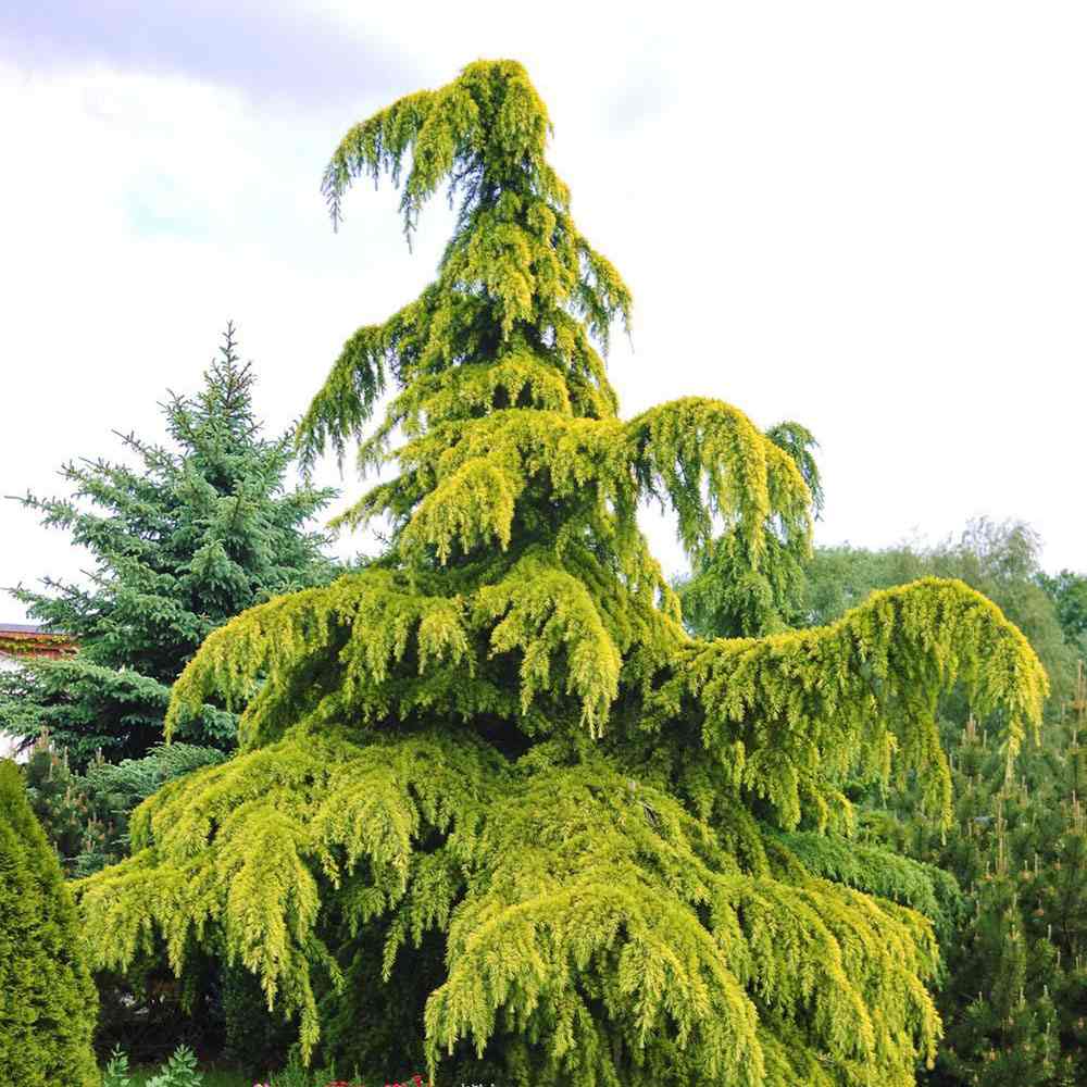 Cedru auriu Golden Horizon (Cedrus Deodara), conifer ornamental cu ace aurii fine arcuite, vesnic verde, crestere rapida