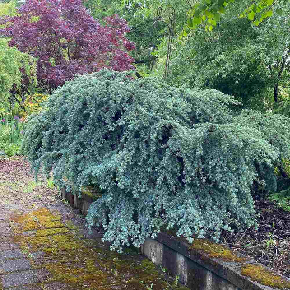 Cedru atlantic pitic Sapphire Nymph (Cedrus Atlantica), cedru atlantic pitic, conifer vesnic verde, ace argintii-albastrui, tarator, soi exclusiv