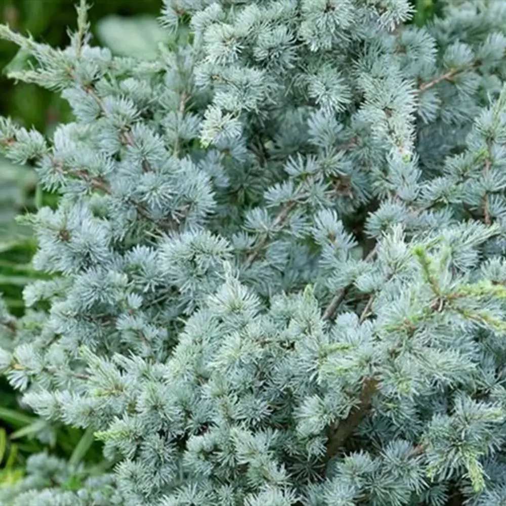 Cedru atlantic pitic Sapphire Nymph (Cedrus Atlantica), cedru atlantic pitic, conifer vesnic verde, ace argintii-albastrui, tarator, soi exclusiv