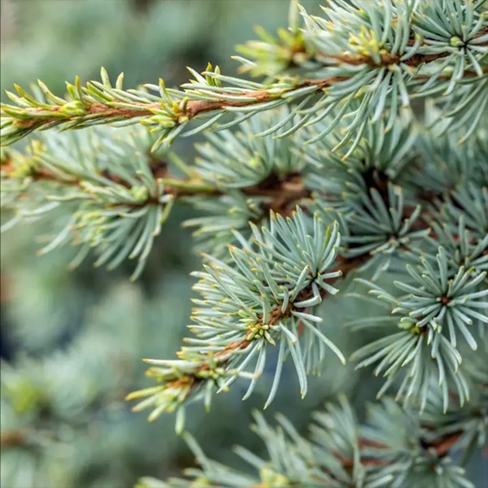 Cedru atlantic pitic Sapphire Nymph (Cedrus Atlantica), cedru atlantic pitic, conifer vesnic verde, ace argintii-albastrui, tarator, soi exclusiv
