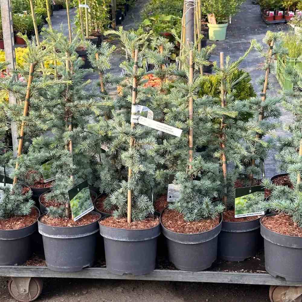 Cedru atlantic pitic Horstmann Silberspitz (Cedrus Atlantica), conifer pitic si compact, vesnic verde, ace argintii cu varfuri albe,de colectie, soi exclusiv