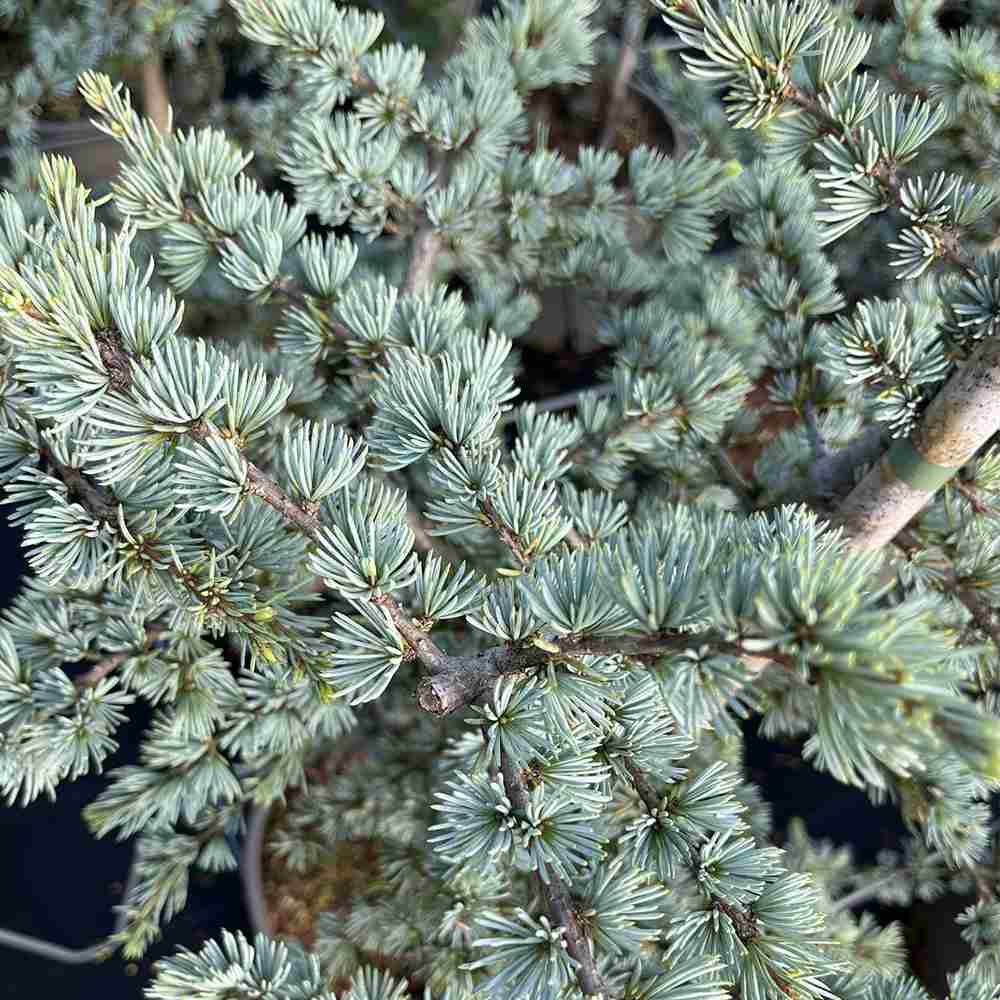 Cedru atlantic pitic Horstmann Silberspitz (Cedrus Atlantica), conifer pitic si compact, vesnic verde, ace argintii cu varfuri albe,de colectie, soi exclusiv