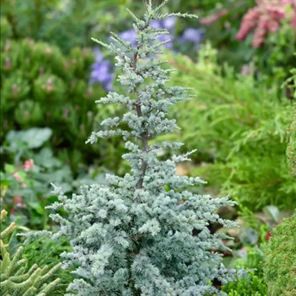 Cedru atlantic pitic Horstmann Silberspitz (Cedrus Atlantica), conifer pitic si compact, vesnic verde, ace argintii cu varfuri albe,de colectie, soi exclusiv