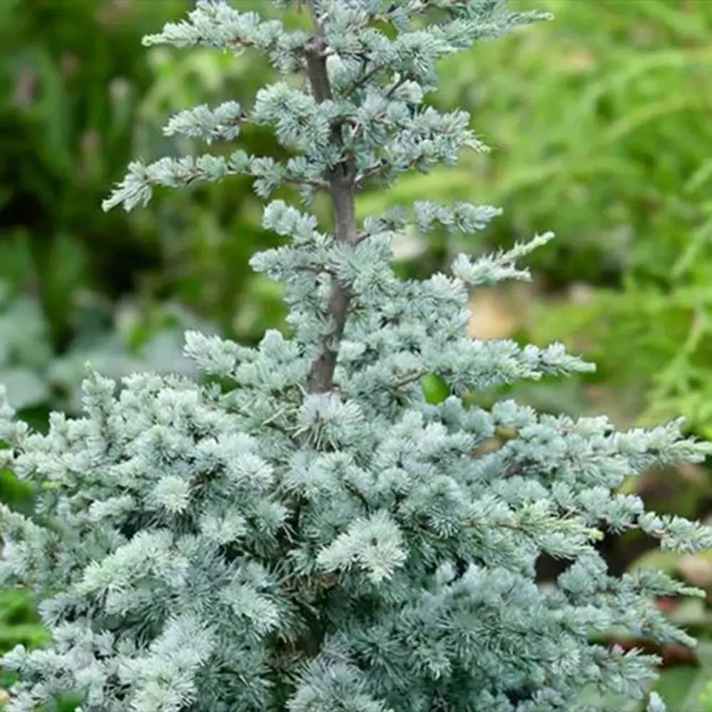 Cedru atlantic pitic Horstmann Silberspitz (Cedrus Atlantica), conifer pitic si compact, vesnic verde, ace argintii cu varfuri albe,de colectie, soi exclusiv