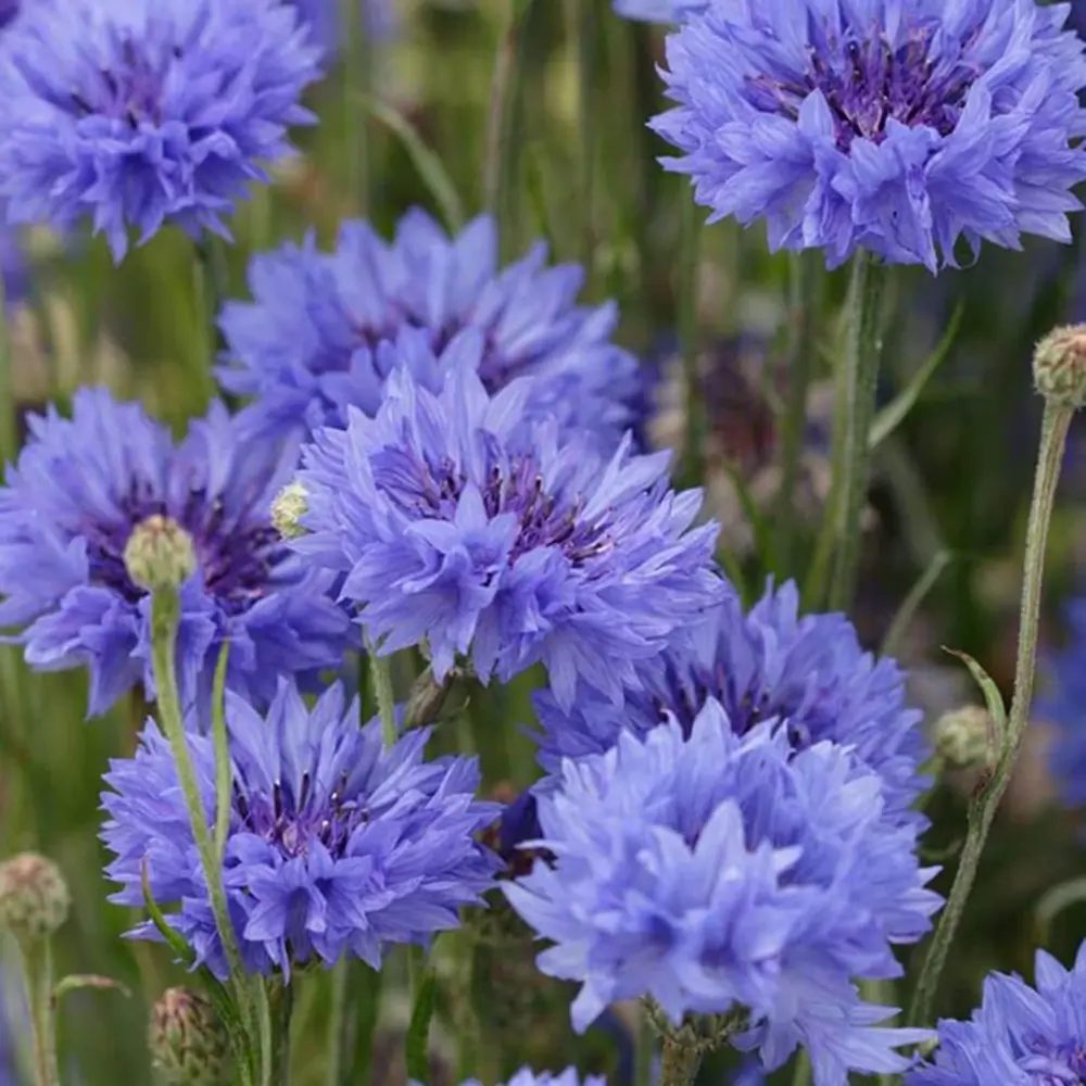 Albastrele Centaurea cyanus, cu flori albastre, floare de camp, pentru pajisti florale