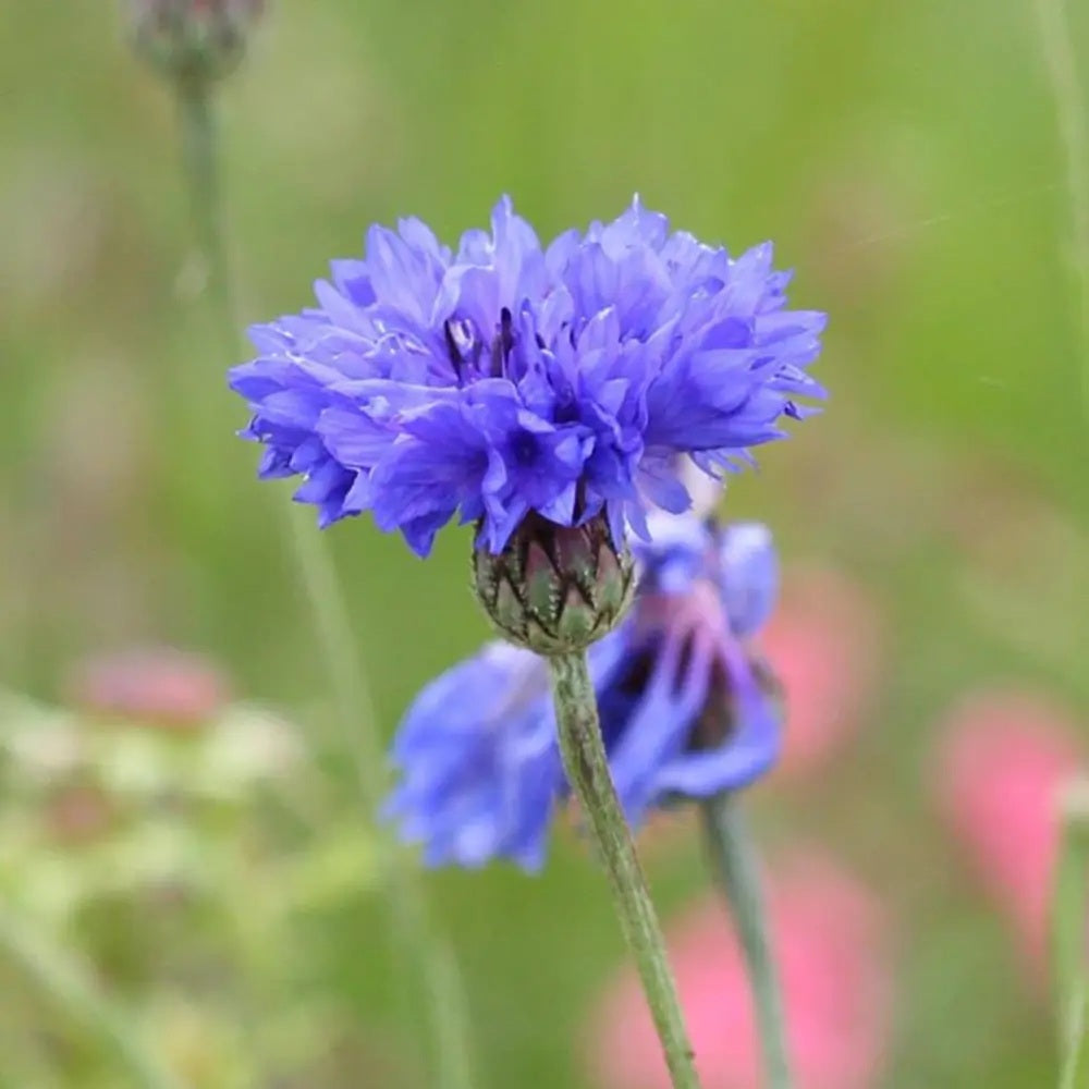 Albastrele Centaurea cyanus, cu flori albastre, floare de camp, pentru pajisti florale