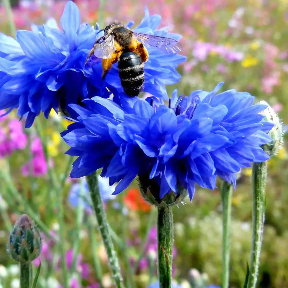 Albastrele Centaurea cyanus, cu flori albastre, floare de camp, pentru pajisti florale