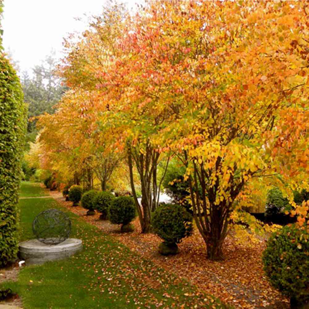 Arborele de zahar Katsura (Cercidiphyllum Japonicum), colorit de toamna, parfum dulceag de caramel