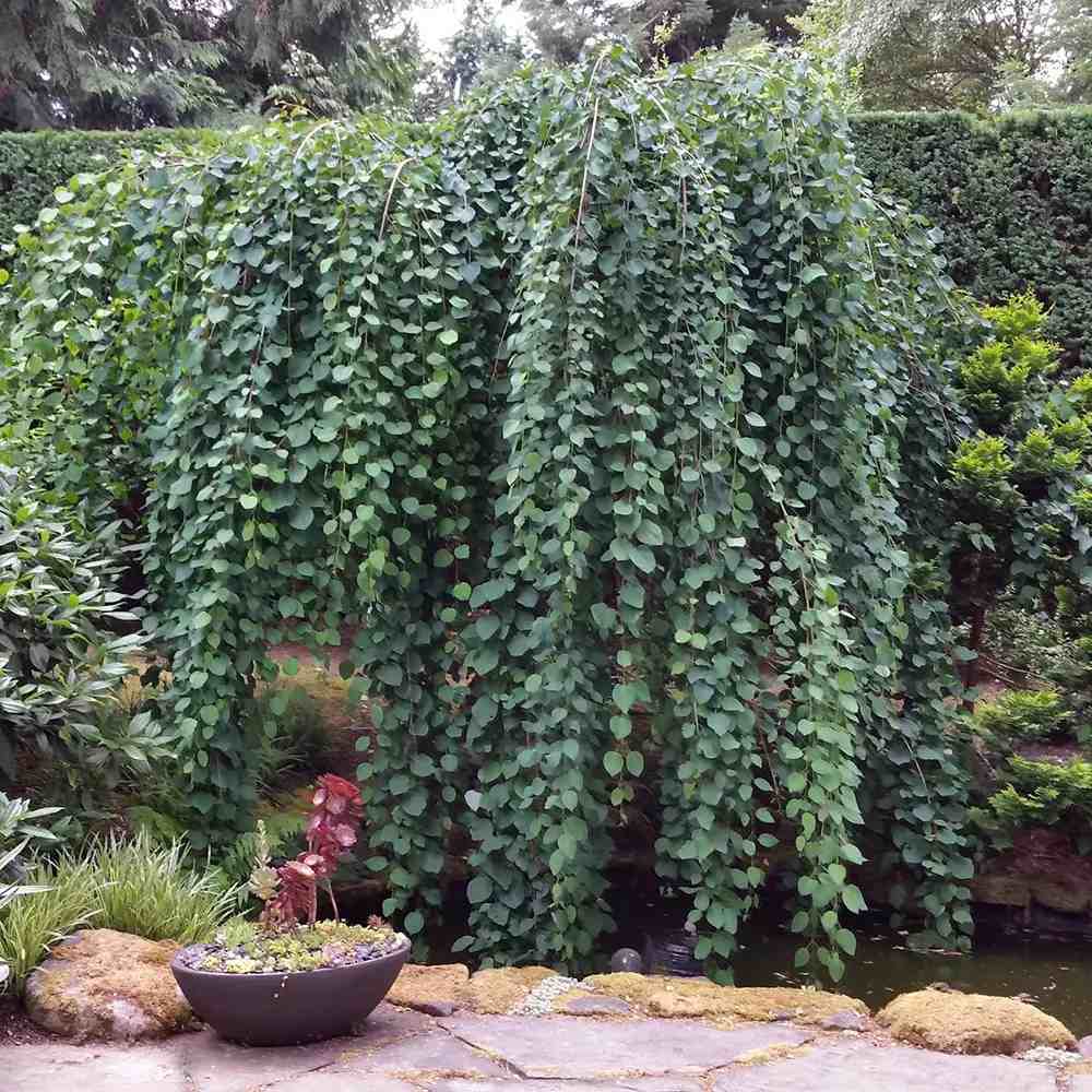 Arborele de zahar Katsura Pendulum (Cercidiphyllum Japonicum), colorit de toamna, parfum dulceag de caramel