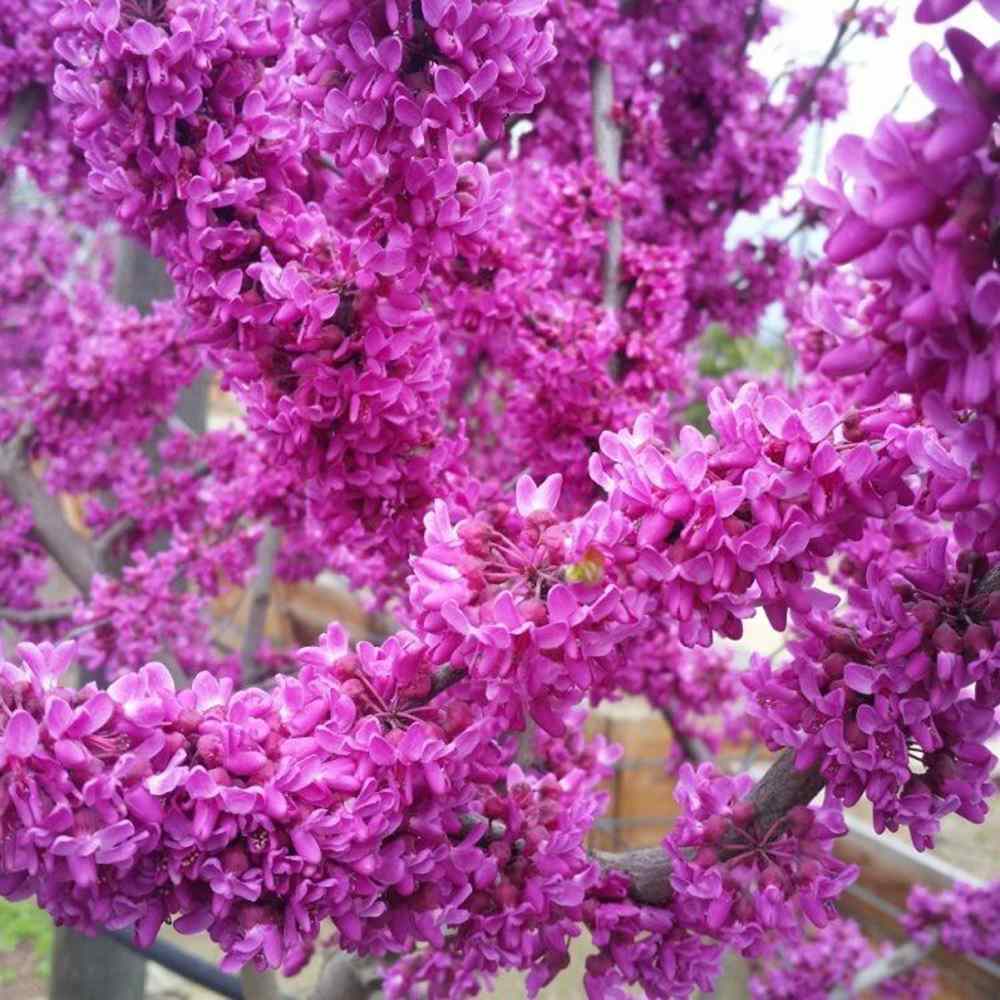 Arborele Lui Iuda Roz (Cercis Chinensis Oklahoma, ramuri acoperite complet de flori roz violacee in primavara, frunzis in forma de inima