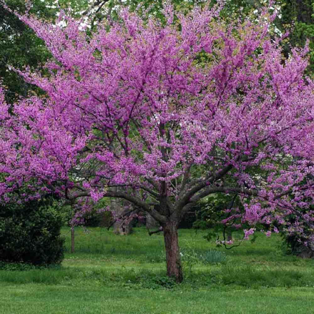 Arborele Lui Iuda Roz (Cercis Chinensis Oklahoma, ramuri acoperite complet de flori roz violacee in primavara, frunzis in forma de inima