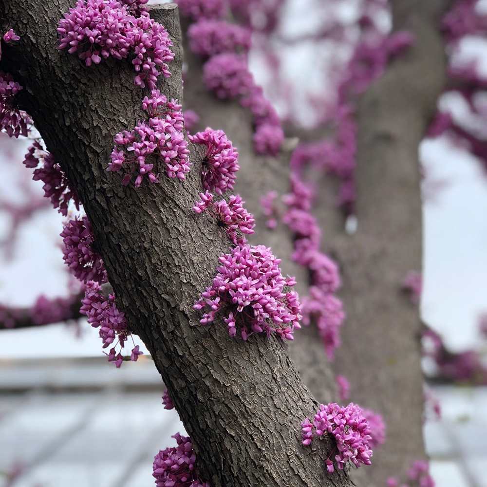 Arborele Lui Iuda (Cercis) Heart of Gold, arbore cu frunzis auriu si flori roz spectaculoase in forma de inima si direct pe tulpina si ramuri