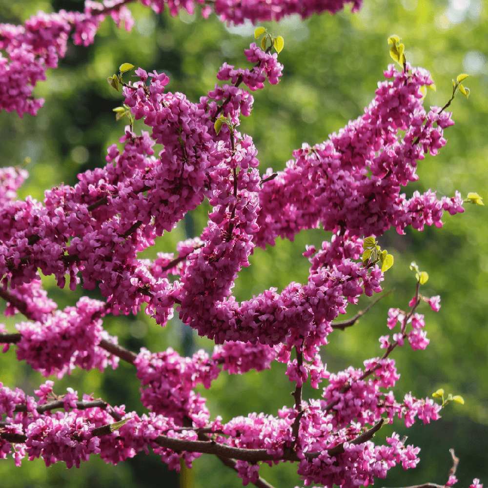 Arborele Lui Iuda Rosu (Cercis Canadensis Forest Pansy), arbore ornamental cu frunze purpurii spectaculoase inimioase, Inflorire roz-violacee si direct pe tulpina si ramuri