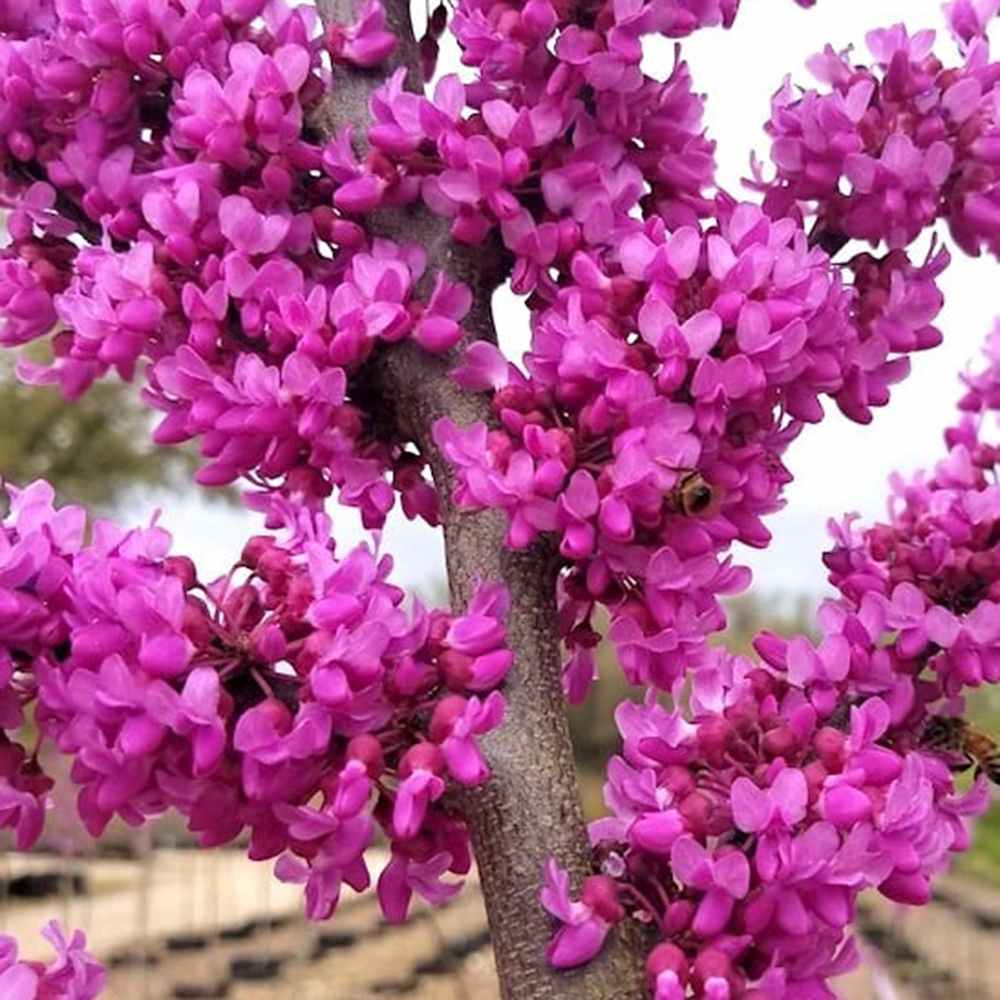 Arborele Lui Iuda (Cercis Canadensis), flori roz spectaculoase si direct pe tulpina si ramuri, frunze in forma de inima, perfect pentru umbra