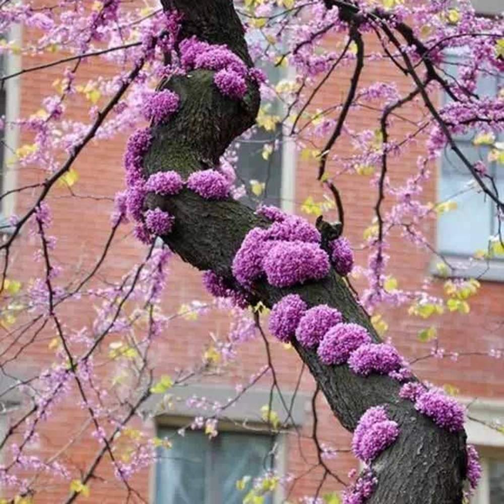 Arborele Lui Iuda Rosu (Cercis Canadensis Forest Pansy), arbore ornamental cu frunze purpurii spectaculoase inimioase, Inflorire roz-violacee si direct pe tulpina si ramuri