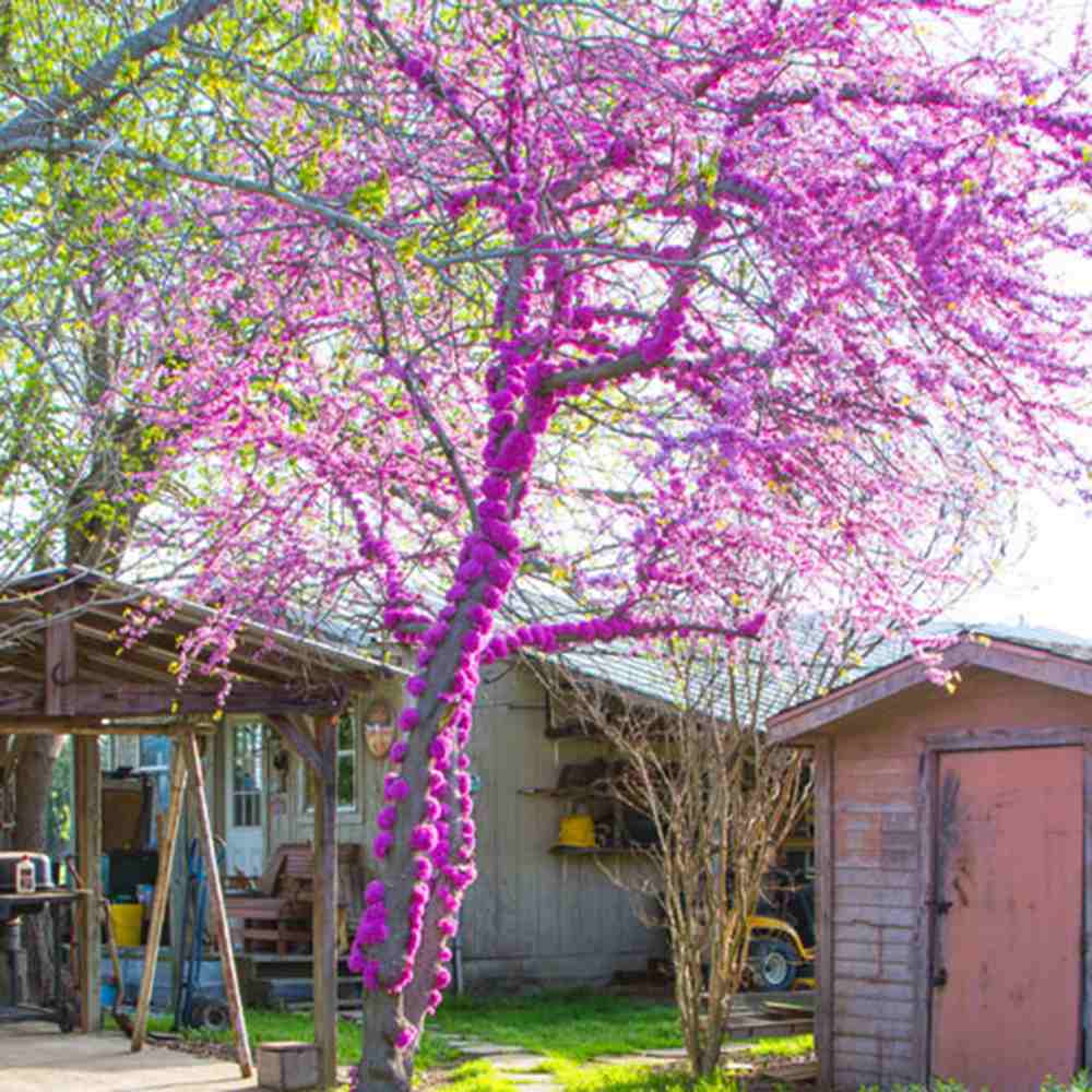 Arborele Lui Iuda (Cercis Canadensis), flori roz spectaculoase si direct pe tulpina si ramuri, frunze in forma de inima, perfect pentru umbra