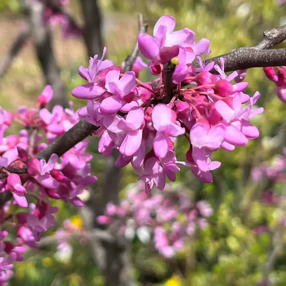Arborele Lui Iuda (Cercis) Heart of Gold, arbore cu frunzis auriu si flori roz spectaculoase in forma de inima si direct pe tulpina si ramuri