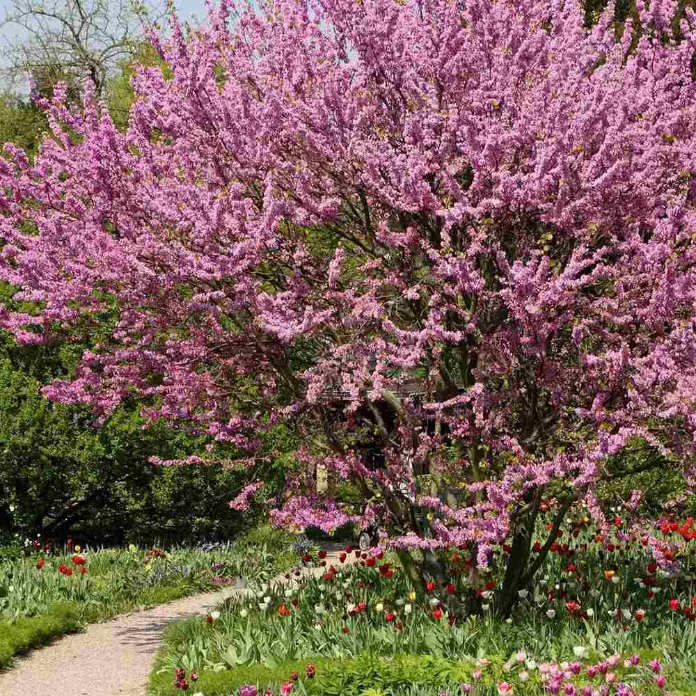 Arborele Lui Iuda (Cercis) Heart of Gold, arbore cu frunzis auriu si flori roz spectaculoase in forma de inima si direct pe tulpina si ramuri