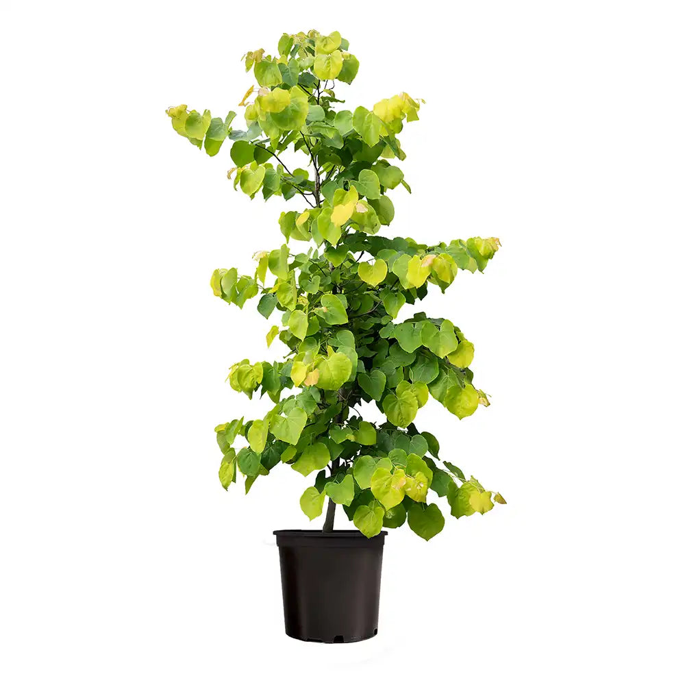 Arborele Lui Iuda (Cercis) Heart of Gold, arbore cu frunzis auriu si flori roz spectaculoase in forma de inima si direct pe tulpina si ramuri