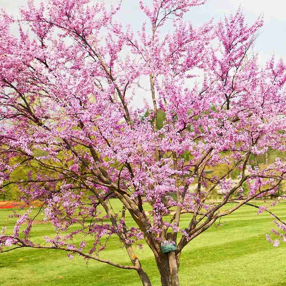 Arborele Lui Iuda (Cercis) Heart of Gold, arbore cu frunzis auriu si flori roz spectaculoase in forma de inima si direct pe tulpina si ramuri