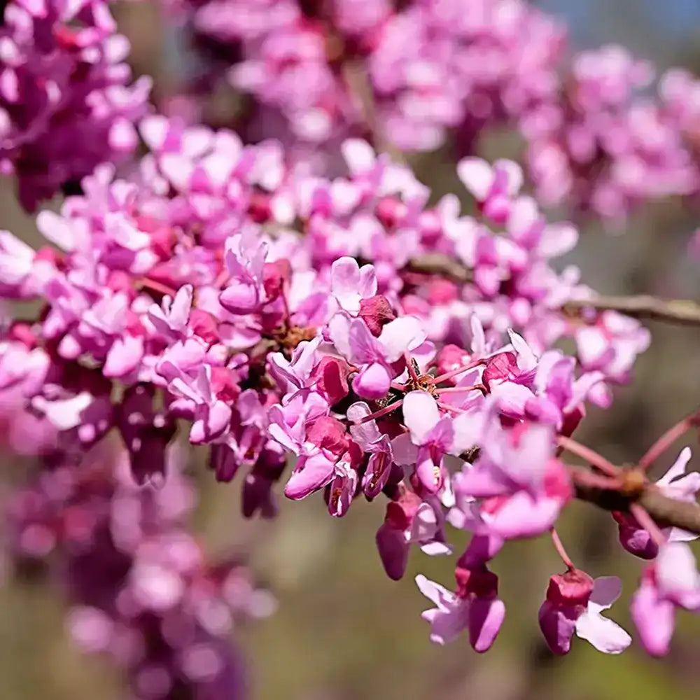 Arborele Lui Iuda (Cercis) Heart of Gold, arbore cu frunzis auriu si flori roz spectaculoase in forma de inima si direct pe tulpina si ramuri