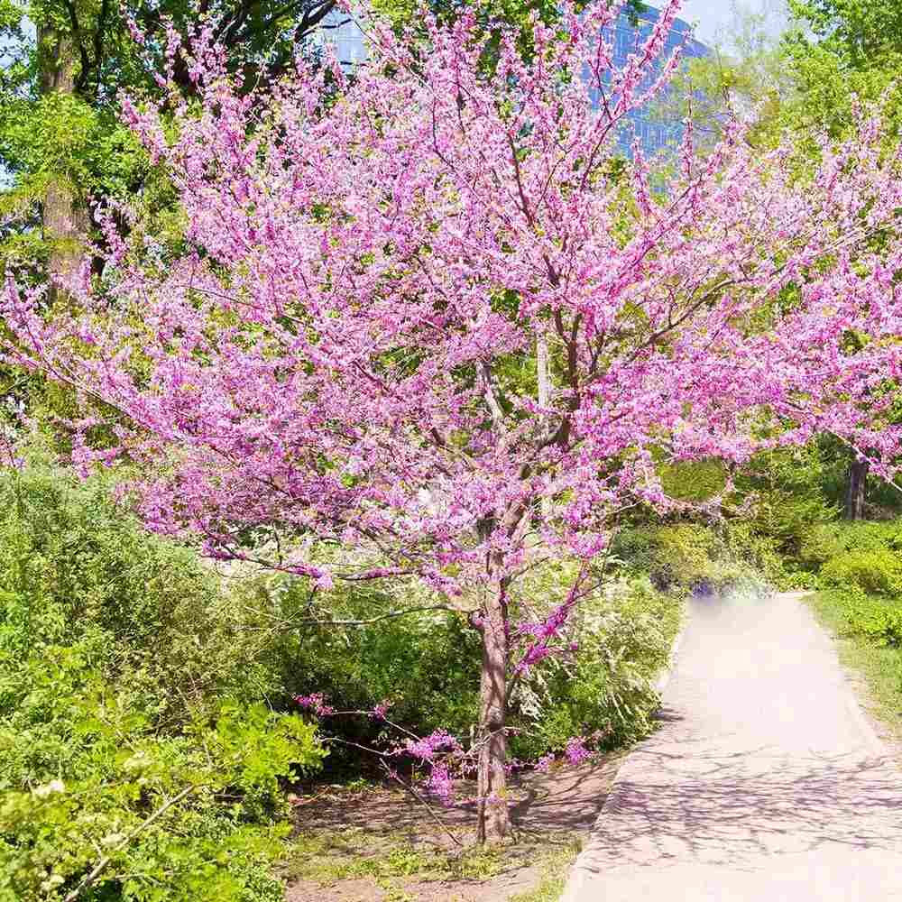 Arborele Lui Iuda (Cercis) Heart of Gold, arbore cu frunzis auriu si flori roz spectaculoase in forma de inima si direct pe tulpina si ramuri