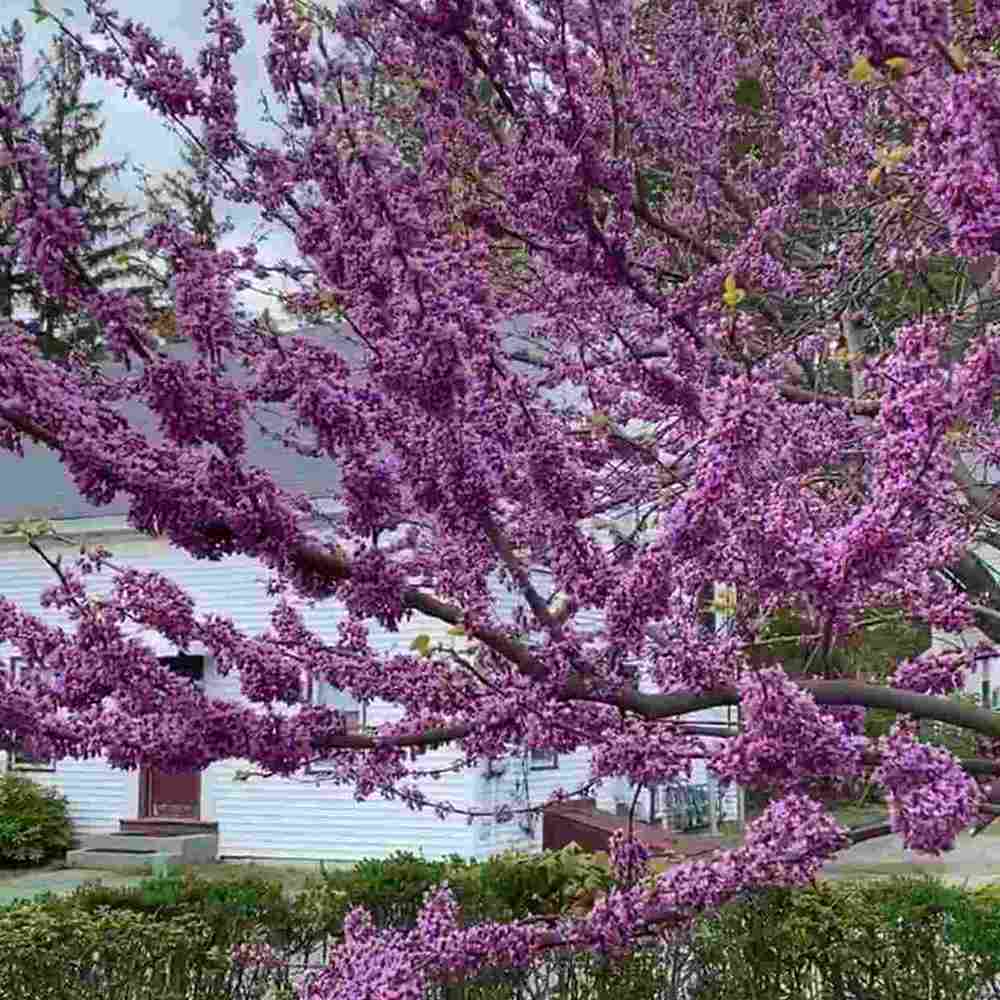 Arborele Lui Iuda Auriu (Cercis Chinensis Melon Beauty), ramurile goale se acopera cu flori roz-violacee, frunze mari in forma de inima