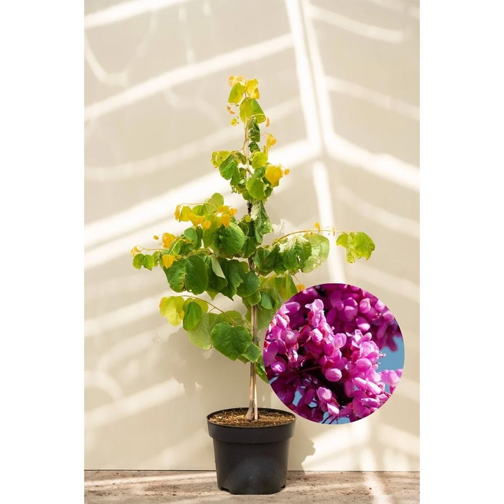 Arborele Lui Iuda (Cercis Canadensis), flori roz spectaculoase si direct pe tulpina si ramuri, frunze in forma de inima, perfect pentru umbra