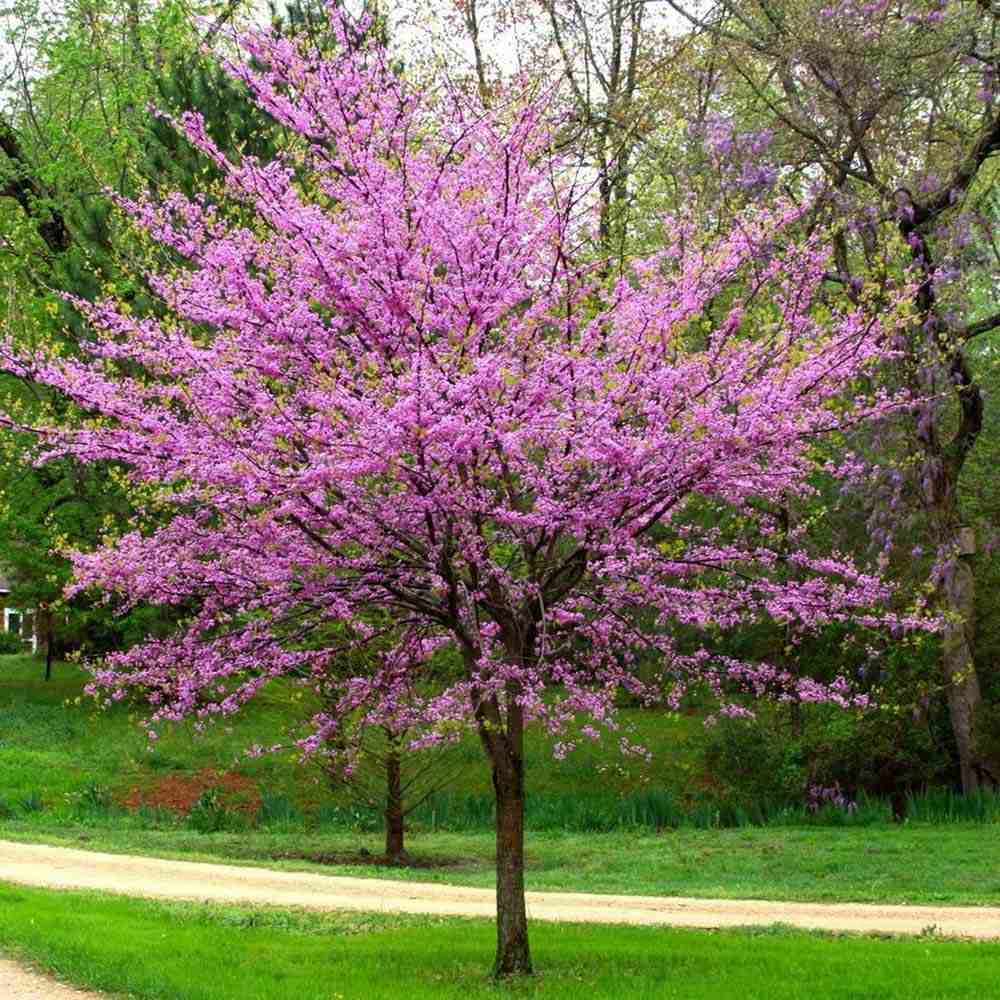 Arborele Lui Iuda (Cercis Canadensis), flori roz spectaculoase si direct pe tulpina si ramuri, frunze in forma de inima, perfect pentru umbra
