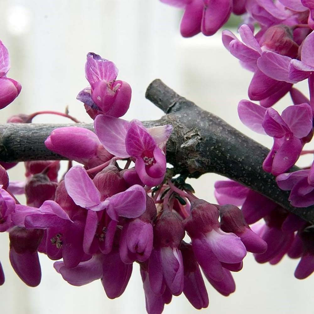 Arborele Lui Iuda (Cercis Canadensis), flori roz spectaculoase si direct pe tulpina si ramuri, frunze in forma de inima, perfect pentru umbra