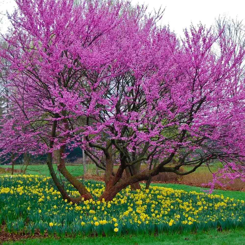 Arborele Lui Iuda (Cercis Canadensis), flori roz spectaculoase si direct pe tulpina si ramuri, frunze in forma de inima, perfect pentru umbra