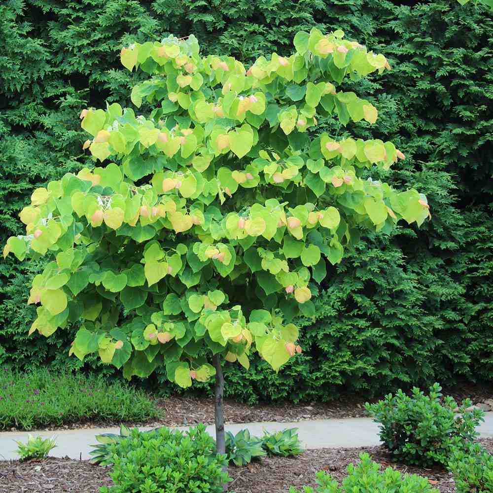 Arborele Lui Iuda (Cercis Canadensis), flori roz spectaculoase si direct pe tulpina si ramuri, frunze in forma de inima, perfect pentru umbra