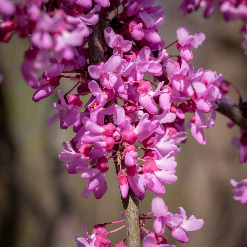 Arborele lui Iuda Plangator Lavender Twist, cu flori roz-mov si direct pe tulpina si ramuri, crengi arcuite pletosi, pentru gradini mici